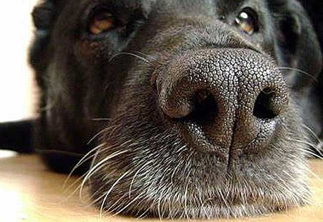 the face of a cute, black dog laying down