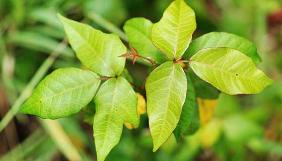 poison ivy plant