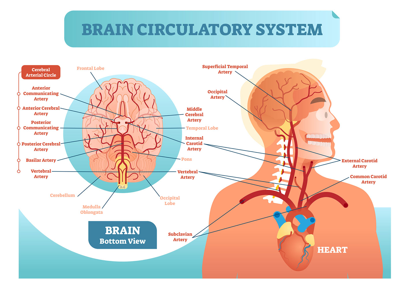 Diagram of the brain's major arteries