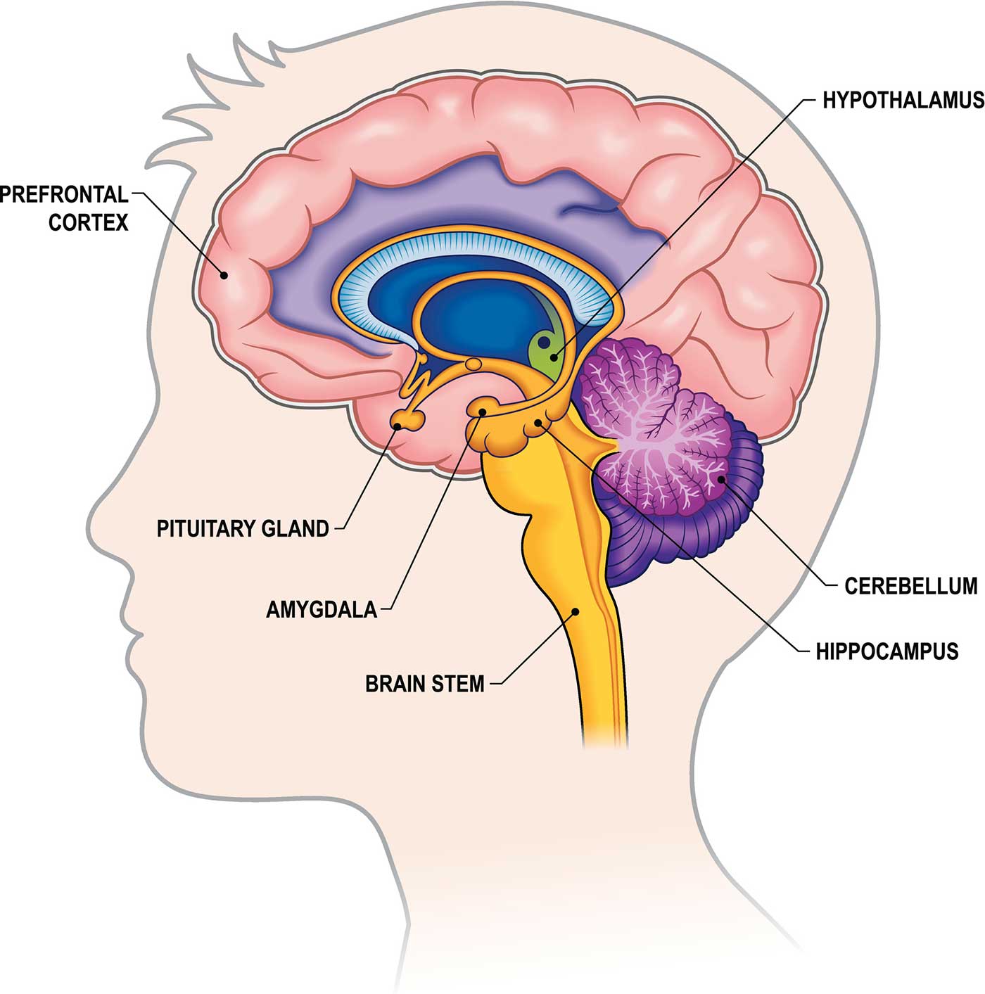 Diagram of the brain's deeper structures