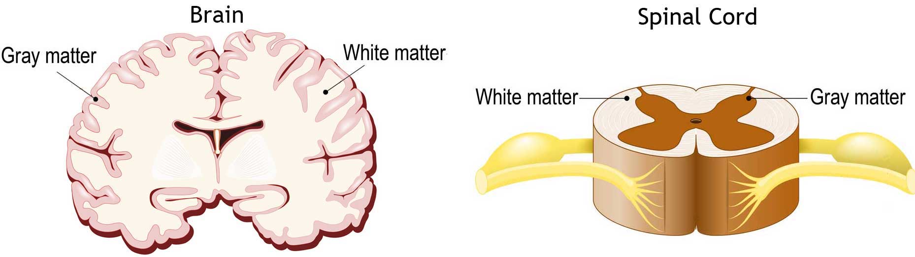 Cross sections of the brain and spinal cord, showing the grey and white matter.