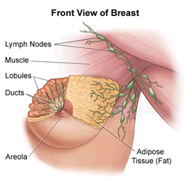 illustration of the anatomy of the female breast, front view